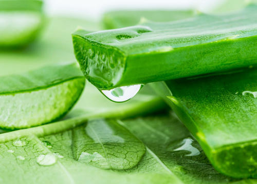 植物提取物的应用情况你知道几个？